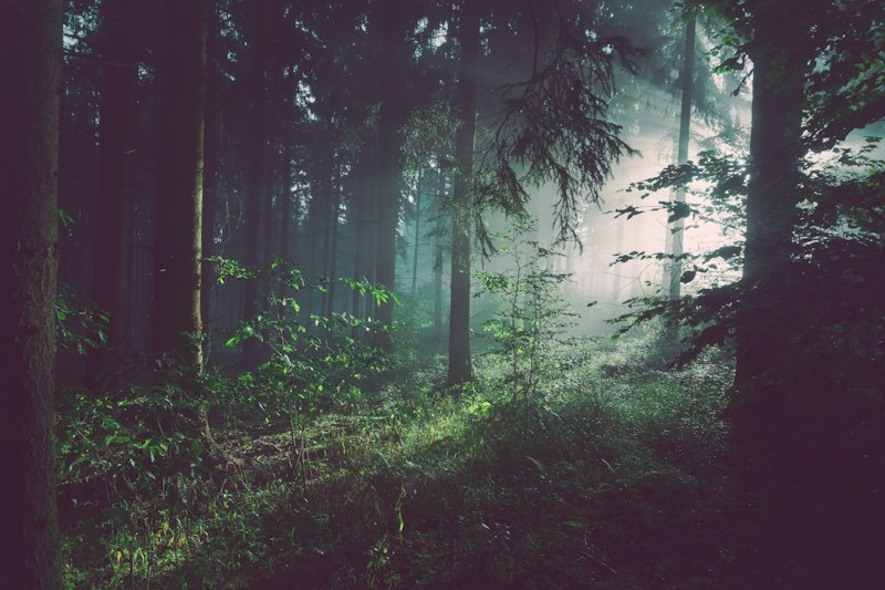 Culinary Foraging in the Pacific Northwest: Wild Mushrooms and Sea Kelp