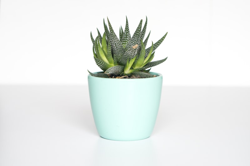 Five Resilient Houseplants That Thrive in Low-Light Apartments