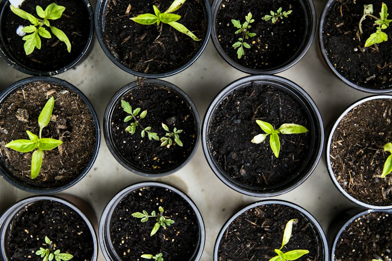 Heirloom Seeds vs. Hybrid Varieties: What Small Gardeners Need to Know