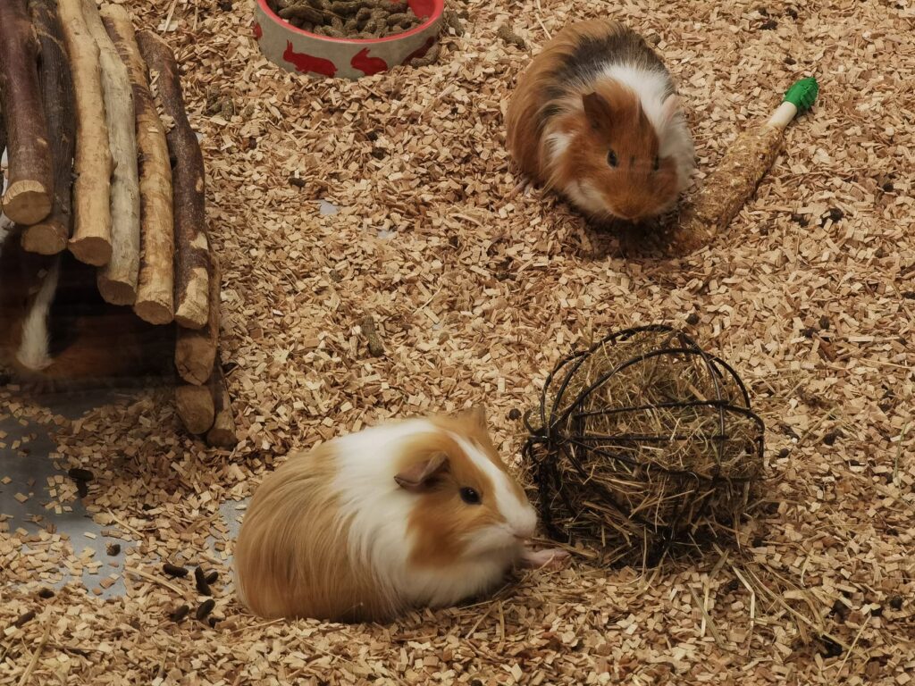 Quality Pet Supplies and Care Products for Healthy, Happy Pets